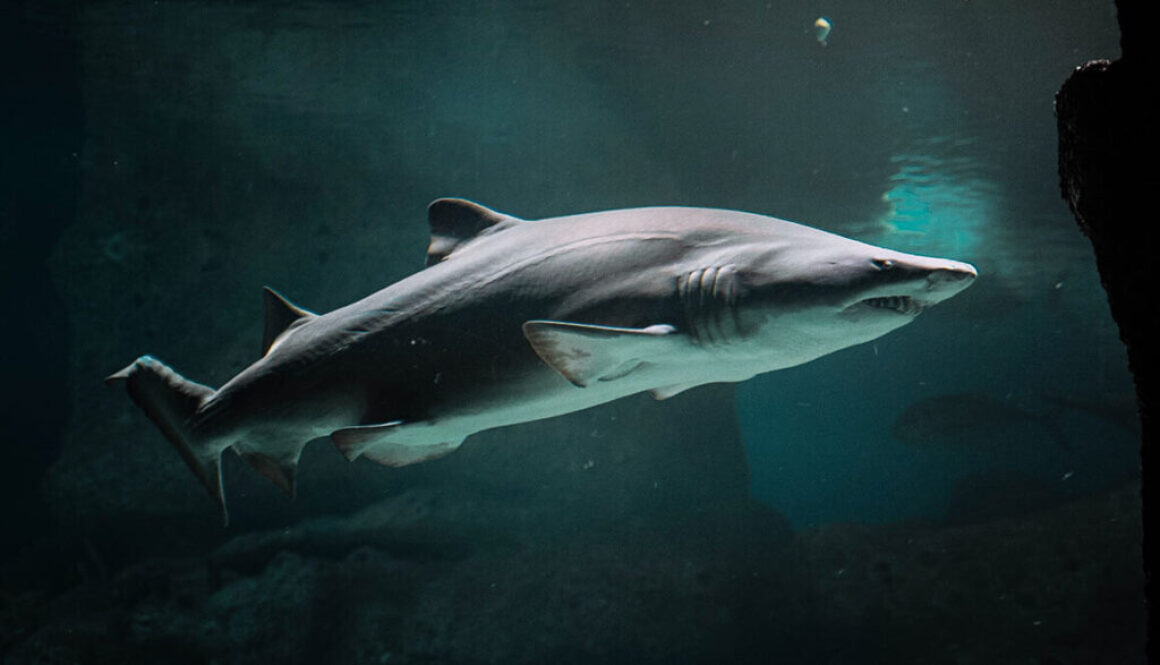 farewell-jaws-image