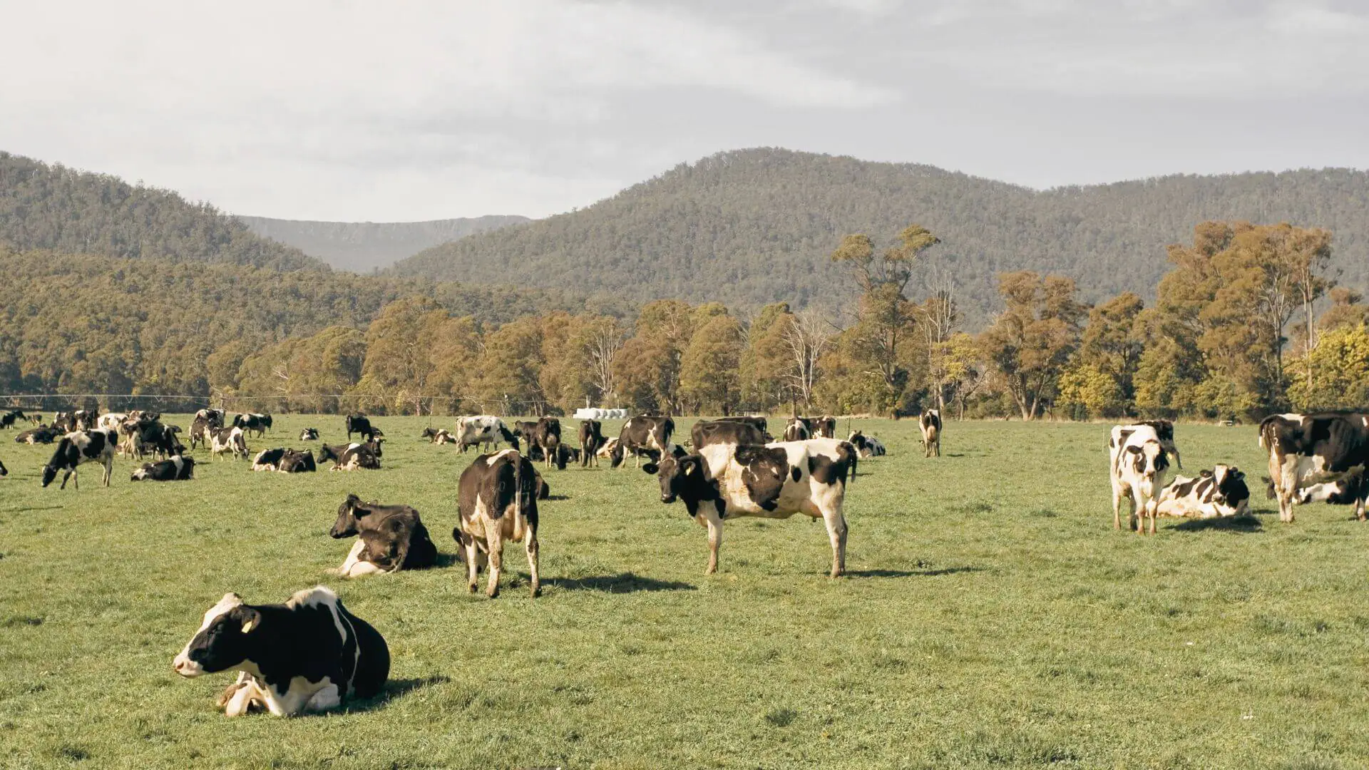 The Animal Farm The Animal Farm